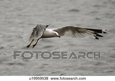 Seagull landing over a lake, Lake of the Woods, Ontario, Canada View Large Photo Image Stock Photo - Seagull landing over a lake, Lake of the Woods, Ontario, Canada. Fotosearch