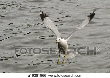 Seagull landing over a lake, Lake of the Woods, Ontario, Canada View Large Photo Image Stock Photograph - Seagull landing over a lake, Lake of the Woods, Ontario, Canada. Fotosearch