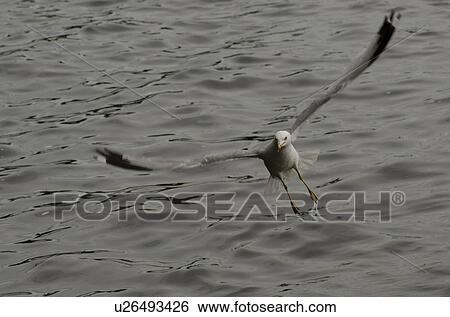 Stock Photograph - Seagull landing over a lake, Lake of the Woods, Ontario, Canada. Fotosearch