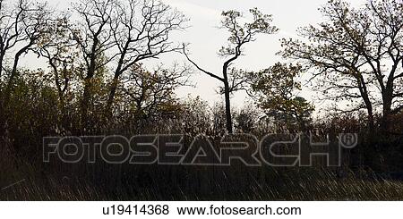 Silhouette of trees, Lake of the Woods, Ontario, Canada View Large Photo Image Stock Photo - Silhouette of trees, Lake of the Woods, Ontario, Canada. Fotosearch
