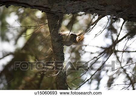 Squirrel (Sciurus carolinensis) on a tree branch, Lake of the Woods, Ontario, Canada View Large Photo Image Stock Image - Squirrel (Sciurus carolinensis) on a tree branch, Lake of the Woods, Ontario, Canada. Fotosearch