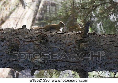 Squirrel (Sciurus carolinensis) climbing on tree, Lake of the Woods, Ontario, Canada View Large Photo Image Stock Photograph - Squirrel (Sciurus carolinensis) climbing on tree, Lake of the Woods, Ontario, Canada. Fotosearch