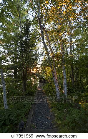 Trail in a forest, Lake of the Woods, Ontario, Canada View Large Photo Image Stock Photo - Trail in a forest, Lake of the Woods, Ontario, Canada. Fotosearch