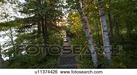 Trail in a forest, Lake of the Woods, Ontario, Canada View Large Photo Image Stock Photograph - Trail in a forest, Lake of the Woods, Ontario, Canada. Fotosearch