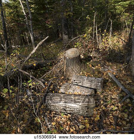 Picture - Tree cuts in a forest, Lake of the Woods, Ontario, Canada. Fotosearch