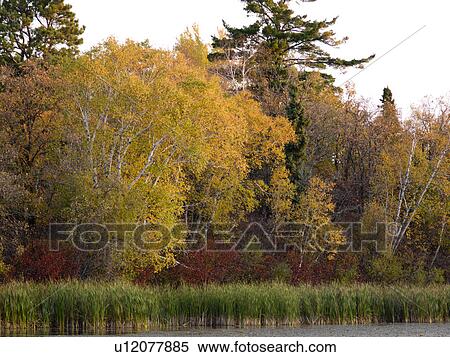 Trees and reeds in marsh, Lake of the Woods, Ontario, Canada View Large Photo Image Stock Photography - Trees and reeds in marsh, Lake of the Woods, Ontario, Canada. Fotosearch