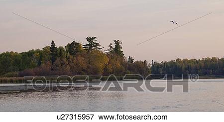 Stock Photo - Trees at the lakeside and seagull at Lake of the Woods, Ontario, Canada. Fotosearch