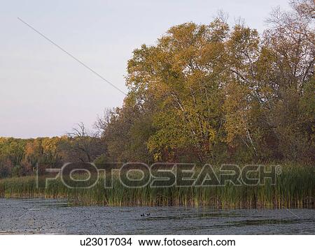 Trees at the lakeside, Lake of the Woods, Ontario, Canada View Large Photo Image Picture - Trees at the lakeside, Lake of the Woods, Ontario, Canada. Fotosearch