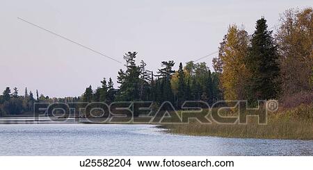 Picture - Trees at the lakeside, Lake of the Woods, Ontario, Canada. Fotosearch