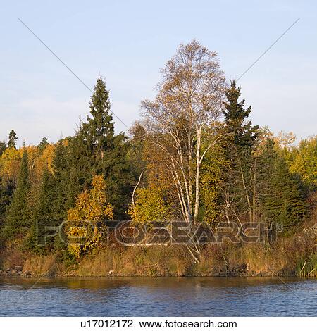 Stock Image - Trees at the lakeside, Lake of the Woods, Ontario, Canada. Fotosearch
