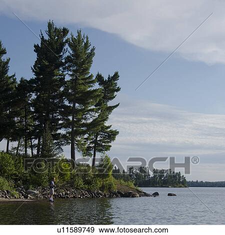 Stock Photo - Trees at the lakeside, Lake of the Woods, Ontario, Canada. Fotosearch