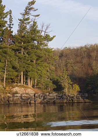 Stock Photo - Trees at the lakeside, Lake of the Woods, Ontario, Canada. Fotosearch