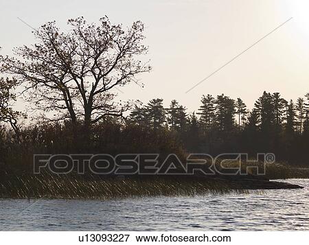 Trees at the lakeside, Lake of the Woods, Ontario, Canada View Large Photo Image Stock Photo - Trees at the lakeside, Lake of the Woods, Ontario, Canada. Fotosearch