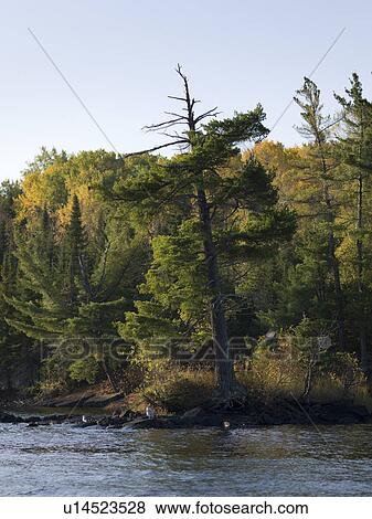 Stock Photo - Trees at the lakeside, Lake of the Woods, Ontario, Canada. Fotosearch