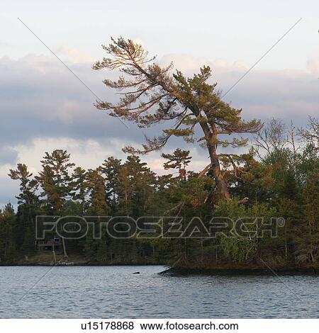 Stock Photo - Trees at the lakeside, Lake of the Woods, Ontario, Canada. Fotosearch