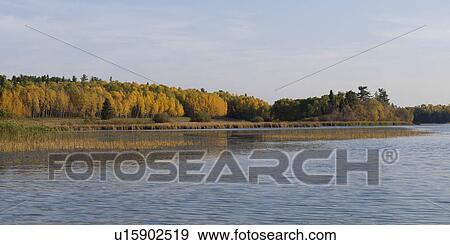 Trees at the lakeside, Lake of the Woods, Ontario, Canada View Large Photo Image Stock Photo - Trees at the lakeside, Lake of the Woods, Ontario, Canada. Fotosearch