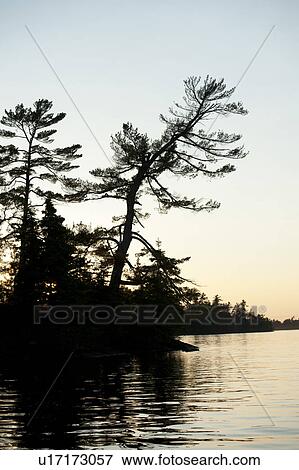 Stock Photo - Trees at the lakeside, Lake of the Woods, Ontario, Canada. Fotosearch