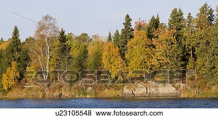 Trees at the lakeside, Lake of the Woods, Ontario, Canada View Large Photo Image Stock Photo - Trees at the lakeside, Lake of the Woods, Ontario, Canada. Fotosearch