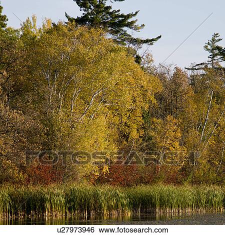 Stock Photograph - Trees at the lakeside, Lake of the Woods, Ontario, Canada. Fotosearch