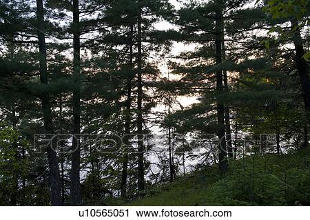 Trees in a forest, Forest, Lake of the Woods, Ontario, Canada View Large Photo Image Stock Image - Trees in a forest, Forest, Lake of the Woods, Ontario, Canada. Fotosearch