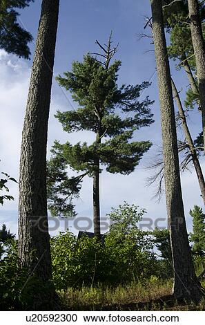 Trees in a forest, Lake of the Woods, Ontario, Canada View Large Photo Image Stock Image - Trees in a forest, Lake of the Woods, Ontario, Canada. Fotosearch