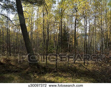 Trees in a forest, Lake of the Woods, Ontario, Canada View Large Photo Image Stock Image - Trees in a forest, Lake of the Woods, Ontario, Canada. Fotosearch