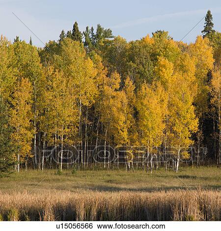 Trees in a forest, Lake of the Woods, Ontario, Canada View Large Photo Image Stock Photograph - Trees in a forest, Lake of the Woods, Ontario, Canada. Fotosearch