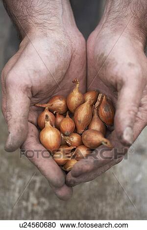 Baby onions in hands View Large Photo Image Stock Image - Baby onions in hands. Fotosearch