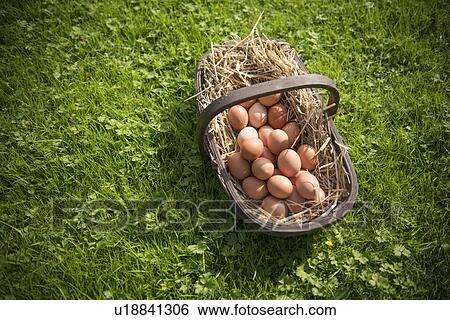 Basket of fresh eggs in grass View Large Photo Image Stock Photograph - Basket of fresh eggs in grass. Fotosearch