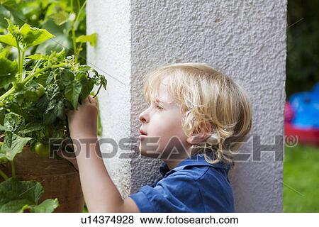 Boy examining plants outdoors View Large Photo Image Stock Photo - Boy examining plants outdoors. Fotosearch