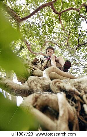 Boy sitting in tree top View Large Photo Image Stock Image - Boy sitting in tree top. Fotosearch