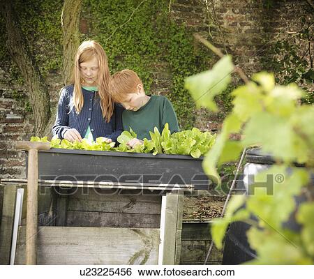 Children examining seedlings in bucket View Large Photo Image Stock Photograph - Children examining seedlings in bucket. Fotosearch