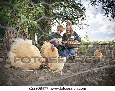 Children gathering eggs from chickens View Large Photo Image Stock Photo - Children gathering eggs from chickens. Fotosearch