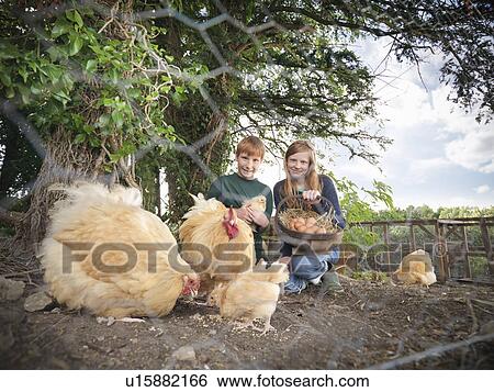 Stock Photograph - Children gathering eggs from chickens. Fotosearch