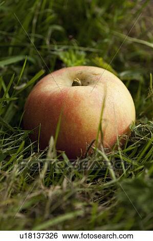 Stock Photograph - Close up of apple in grass. Fotosearch