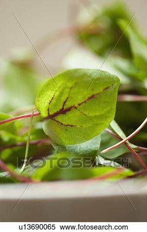 Close up of bowl of chard leaf View Large Photo Image Stock Photography - Close up of bowl of chard leaf. Fotosearch