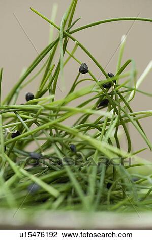 Close up of bowl of chives View Large Photo Image Stock Image - Close up of bowl of chives. Fotosearch