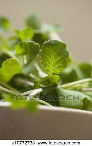Close up of bowl of herbs View Large Photo Image Stock Image - Close up of bowl of herbs. Fotosearch
