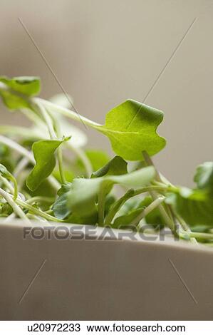 Stock Image - Close up of bowl of miceo leaves. Fotosearch