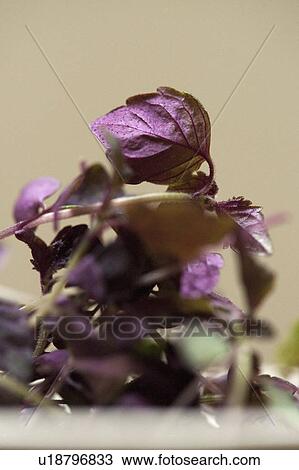 Stock Image - Close up of bowl of purple basil leaves. Fotosearch