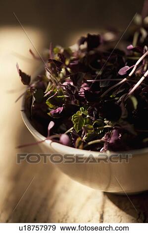 Stock Photo - Close up of bowl of purple basil leaves. Fotosearch