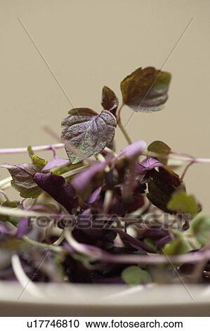 Close up of bowl of red basil leaves View Large Photo Image Stock Image - Close up of bowl of red basil leaves. Fotosearch