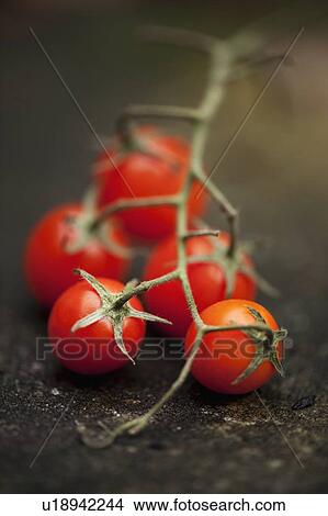 Picture - Close up of cherry tomatoes on vine. Fotosearch