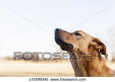 Stock Photography - Close up of dogs face. Fotosearch