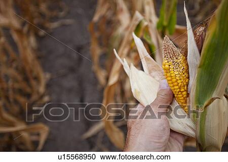 Stock Image - Close up of dried corn on stalk. Fotosearch
