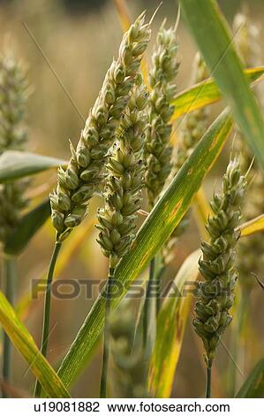 Close up of ears of wheat View Large Photo Image Stock Image - Close up of ears of wheat. Fotosearch