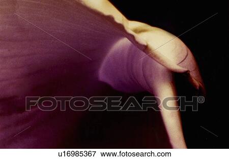 Close up of flower petal View Large Photo Image Stock Photo - Close up of flower petal. Fotosearch