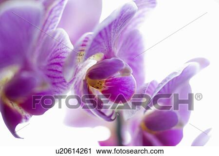 Close up of flower petals View Large Photo Image Stock Image - Close up of flower petals. Fotosearch