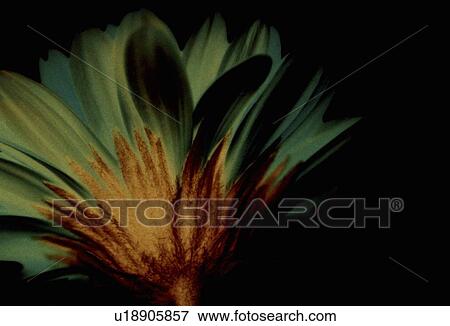 Stock Photo - Close up of flower stem. Fotosearch