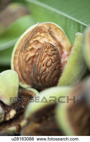 Close up of fresh almond in pod View Large Photo Image Stock Photo - Close up of fresh almond in pod. Fotosearch